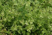 Silene baccifera
