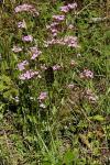 Centaurium erythraea