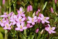 Centaurium erythraea