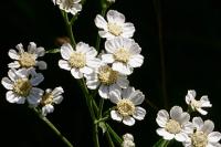 Achillea ptarmica