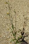 Sonchus oleraceus