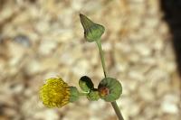 Sonchus oleraceus
