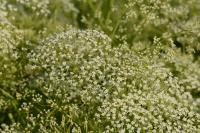 Falcaria vulgaris