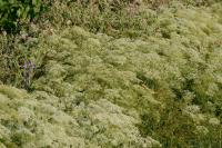 Falcaria vulgaris