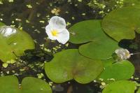 Hydrocharis morsus-ranae