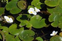Hydrocharis morsus-ranae