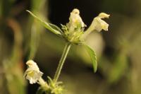 Galeopsis segetum