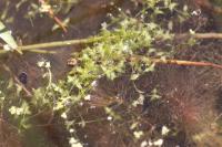 Lemna trisulca