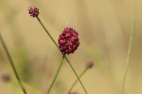 Sanguisorba officinalis