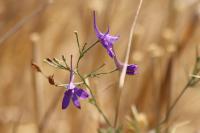 Delphinium consolida