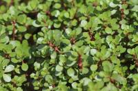 Ludwigia palustris