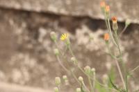 Crepis foetida