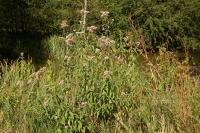 Eupatorium cannabinum