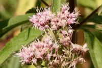 Eupatorium cannabinum