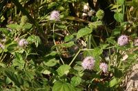 Mentha aquatica
