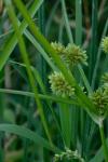 Cyperus eragrostis