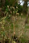 Dipsacus pilosus