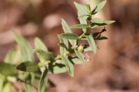 Gratiola officinalis