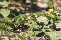 Potentilla supina