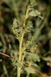 Amaranthus albus