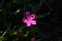 Dianthus carthusianorum