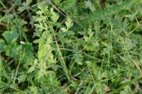 Oreoselinum nigrum