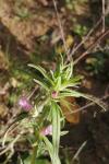 Misopates orontium