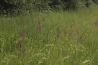 Anacamptis laxiflora