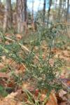 Ulex minor