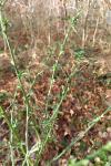 Cytisus scoparius