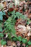 Asplenium adiantum-nigrum