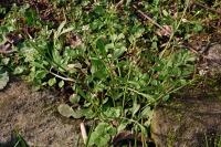 Cardamine hirsuta