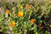 Calendula officinalis