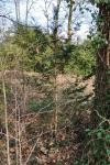 Taxus baccata