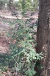 Taxus baccata