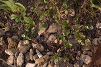 Stellaria media