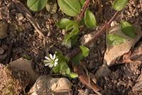 Stellaria media