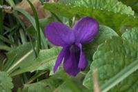 Viola odorata
