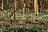 Galanthus nivalis