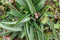 Anacamptis pyramidalis