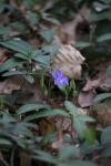 Vinca minor