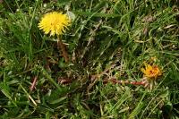 Taraxacum officinale