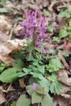 Corydalis solida