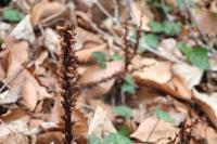 Orobanche hederae