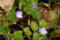 Veronica persica