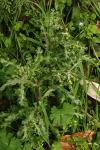 Senecio vulgaris