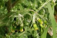 Senecio vulgaris