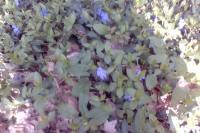 Vinca minor