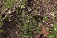Arabidopsis thaliana
