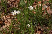 Rabelera holostea